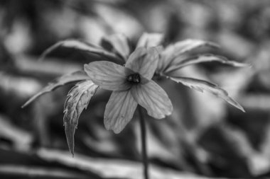 Beyaz siyah arka plan üzerine çiçek