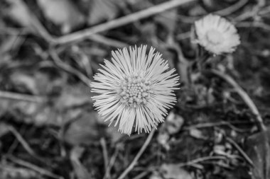 Güzel çiçeklenme çiçek görünümü yakın