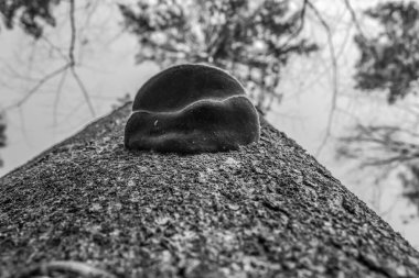 bir ağacın siyah beyaz fotoğrafı