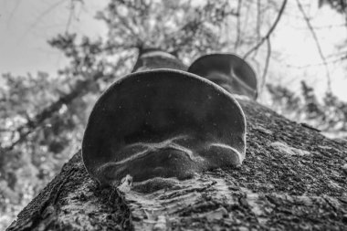 ağaç kabuğu dokusu arkaplanı, siyah ve beyaz