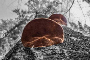 Ağaç gövdesi dokusu, bitki örtüsü ve doğa.