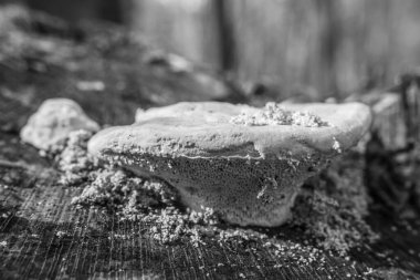 Ormandaki bir mantarın yakın plan çekimi.