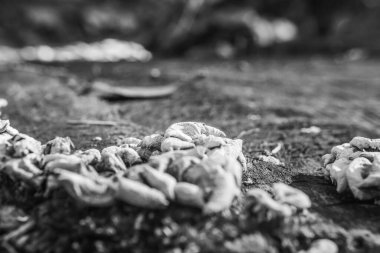 kütük üzerinde mantar