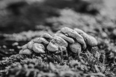 bir ağaç dalının siyah beyaz fotoğrafı