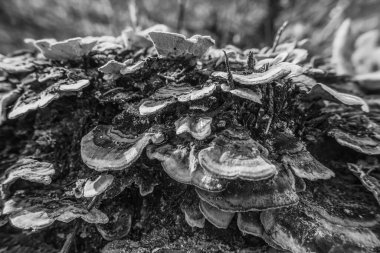 ormanda ağaç üzerinde mantar