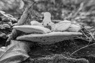 Yerdeki yosunlarda beyaz mantarlar. Ormanın arka planında mantar var. mantar mantarı