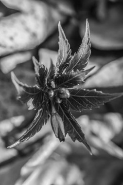 Bahçedeki güzel çiçekler