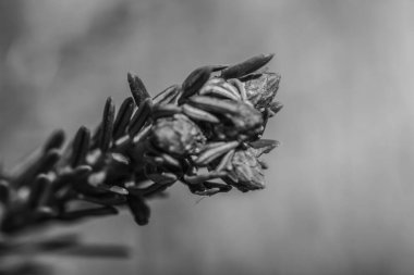 Siyah ve beyaz kozalaklar, yaklaşın.