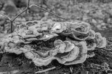 Ormanda beyaz mantar