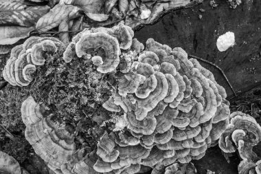 Bir ağaç kabuğuna yakın.