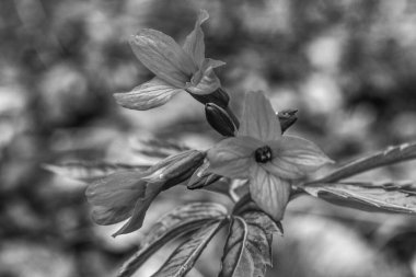 siyah ve beyaz çiçek arkaplanı