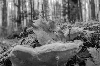 Doğanın güzel manzarası