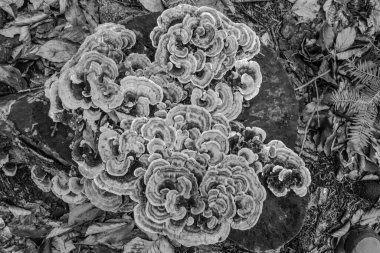 Ormandaki beyaz, siyah ve beyaz çiçek, doğa arka planı.