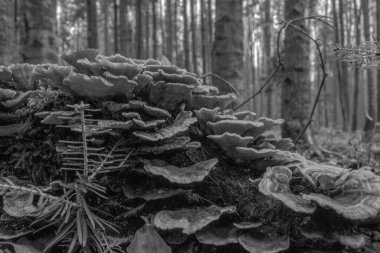 Ormanda yosunlu çam ormanı