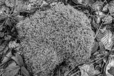 Ormandaki kurutulmuş beyaz mantarın yakın çekimi.