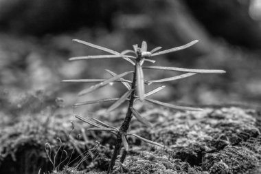 Ormandaki bir ağacın siyah beyaz fotoğrafı.