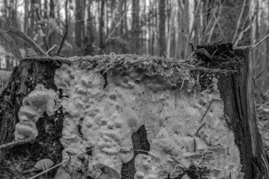 Ormandaki yaşlı ağaç kütüğü