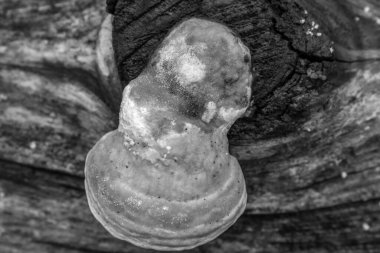 Genç bir adamın siyah beyaz fotoğrafı.