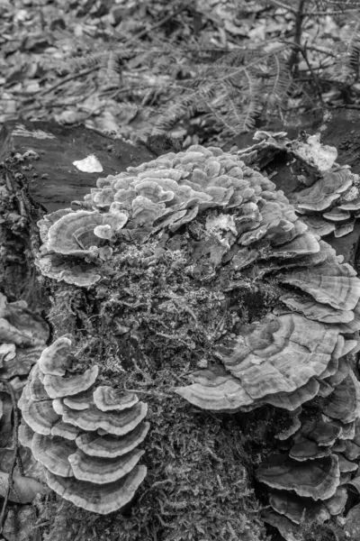 ağaç kütüğünün siyah beyaz fotoğrafı