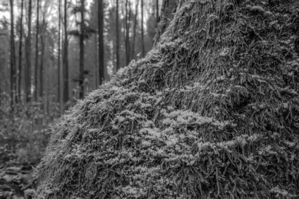 bir ağacın siyah beyaz fotoğrafı