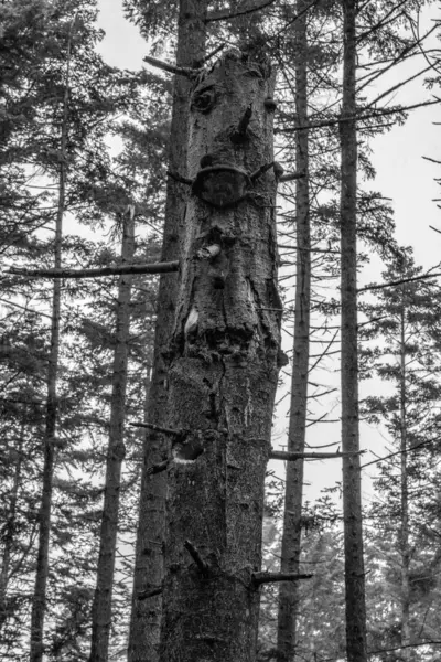 Ormandaki eski ahşap köprü