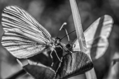 Macro photo, Animals, Nature, urope, Eastern Europe, Romania   