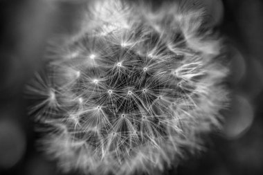 siyah ve beyaz soyut karahindiba