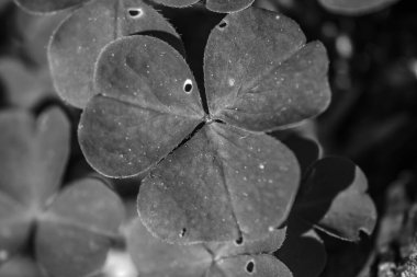 Ormanda güzel bir yonca çiçeği