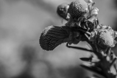 Doğadaki fabrikaya yakın çekim.