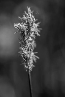 Siyah beyaz bir çiçeğe yaklaş.