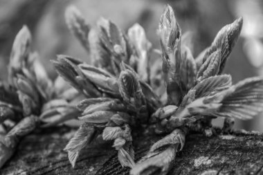 Ormanda güzel çiçekler