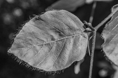 Ormanda sonbahar yaprakları