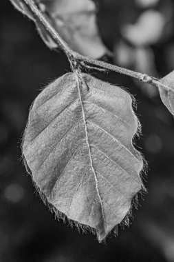 black and white leaf of a plant