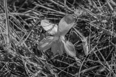 bir çiçeğin siyah beyaz fotoğrafı