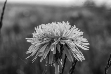 Bulanık arkaplanı olan güzel bir papatya çiçeğinin dikey yakın çekimi.