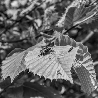 Siyah-beyaz bir böceğin yakın plan çekimi.