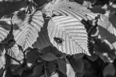 Güzel beyaz bir çiçeğin yakın çekimi.