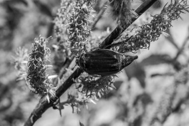 Çiçek üzerindeki siyah beyaz böcek..