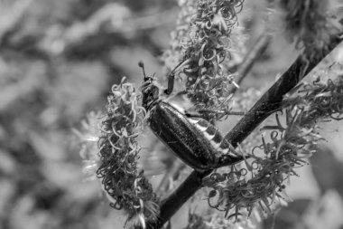 Ağaçtaki böcek. siyah ve beyaz fotoğrafçılık