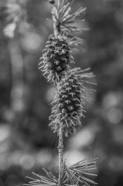 Güzel botanik fotoğrafı, doğal duvar kağıdı.