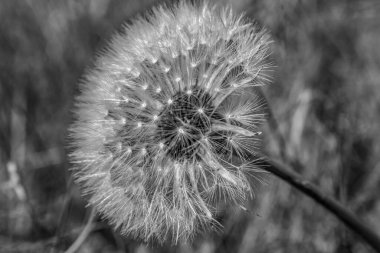 Doğadaki güzel karahindiba çiçeğine yakın.