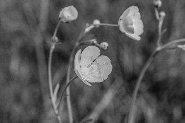 siyah ve beyaz çiçekler, doğa ve çevre kavramı