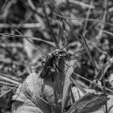Çimlerin üzerindeki böceğin siyah beyaz fotoğrafı