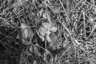 Bahçedeki kuru otlar