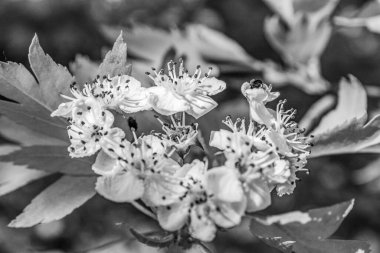 Güzel botanik fotoğrafı, doğal duvar kağıdı.