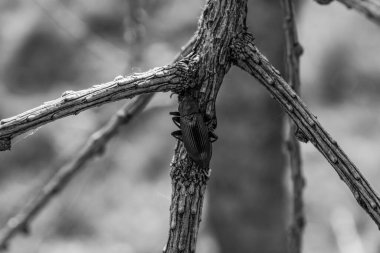 bir ağacın siyah beyaz fotoğrafı