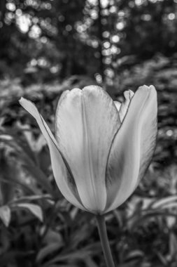 Hollanda 'daki bahar bahçesinde güzel beyaz lale