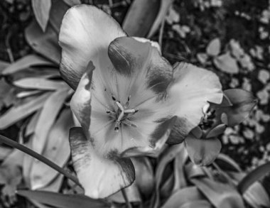 Güzel botanik fotoğrafı, doğal duvar kağıdı.