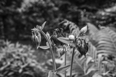 Bahçedeki siyah beyaz çiçekler