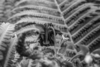 siyah beyaz fotoğraf